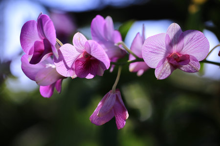 purple orchids flowers and green leafs in tropical garden and in nature.の写真素材