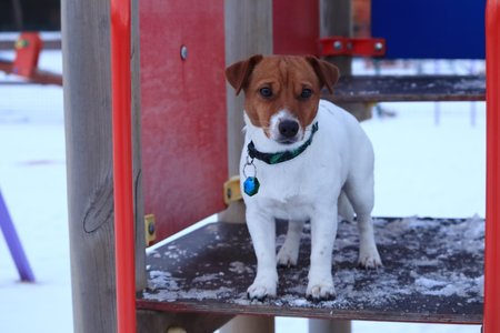 Winter dog for a walk. Jack Russell Terrierの写真素材