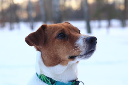Winter dog for a walk. Jack Russell Terrier