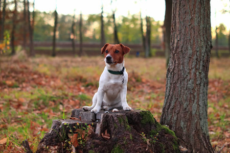 Purebred dog Jack Russell Terrier FCI (ZKwP)