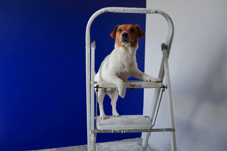 Purebred dog Jack Russell Terrier FCI (ZKwP)
