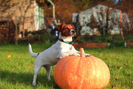 Purebred dog Jack Russell Terrier FCI (ZKwP)の写真素材