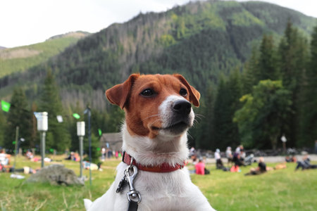 Jack Russell Terrier purebred dog. FCI (ZKwP)