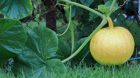 Pumpkin in the garden on the background of flowering grass and a solar garden lamp.の写真素材