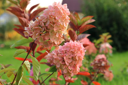 Pink hydrangea blooms in the garden in summer.