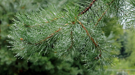 Raindrops on the branches of a coniferous tree, close-up