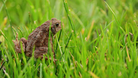 frog jumping in the grassの写真素材