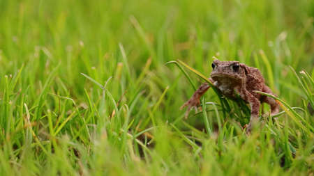 frog jumping in the grassの写真素材