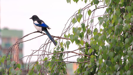 Eurasian magpie (Pica pica) on a branch