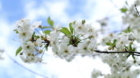 Blooming white cherry blossom against the blue sky.の写真素材