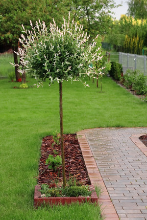Japanese willow grows next to a garden walkway and a flower bed covered with bark. (Salix integra)