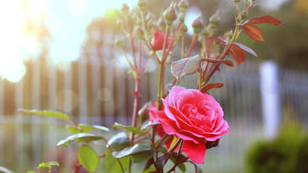 A beautiful rose flower, delicately illuminated by the rays of the setting sun.の写真素材