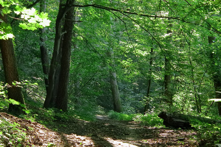 Green forest with sun rays breaking through