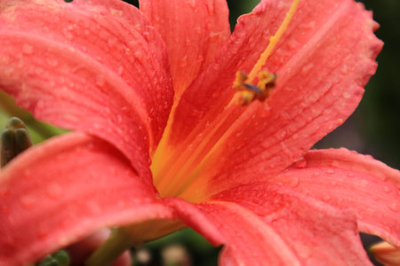 Beautifully blooming red lily flowerの写真素材