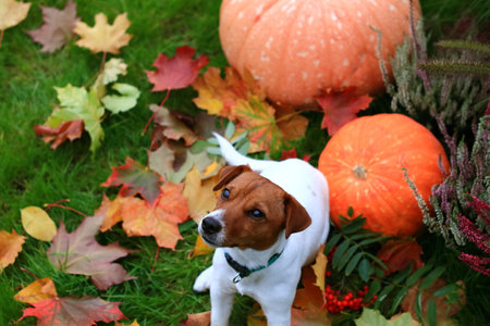 A little dog sitting among autumn treasures.の写真素材