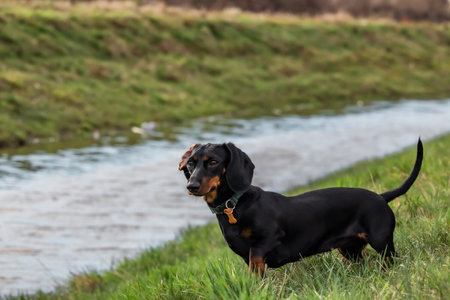 Black and tan dachshund standing in the grass by the riverの写真素材