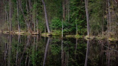 Reflection of trees in the water of a lake in the forest Black Pond Zwierzyniec Roztocze. Czarny Staw in the Roztocze National Parkの写真素材