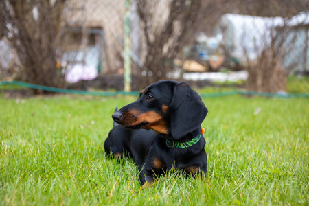 Dachshund puppy on green grass in the garden. selective focus.の写真素材