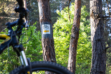 Mountain bike trails in the forest. Bicycle path in the forest.