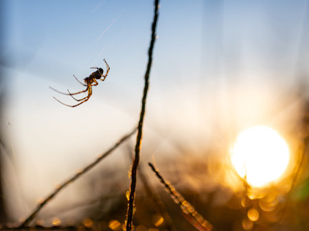 Spider on the web in the garden at sunset. Selective focus