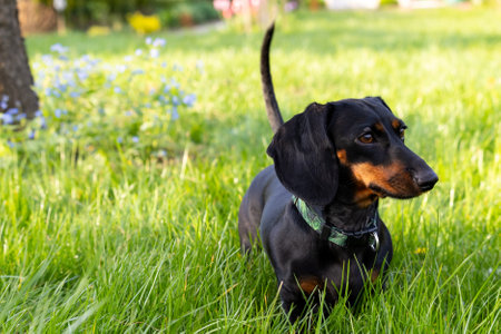A black and brown dachshund walks on the green grass in the garden.の写真素材