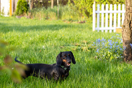 Black and tan dachshund standing on the grass in the gardenの写真素材