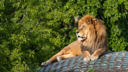 Male lion lying on the roof of a building in the park.