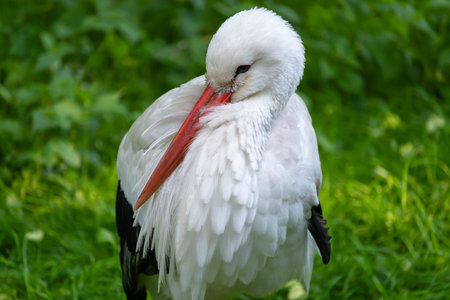 White stork on green grass, close-up, selective focus