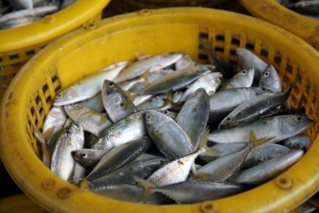 Mackerel fishの写真素材