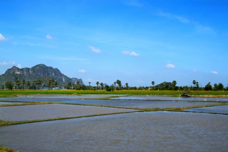 Rice fieldの写真素材