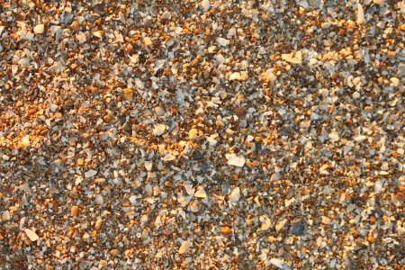 Sand shellの写真素材