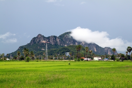 Nature land riceの写真素材