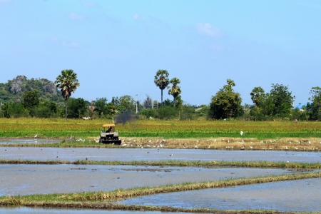 Rice fieldの写真素材