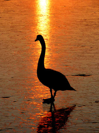 Swan on the sunset backgroundの写真素材