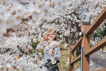 cherry blossom