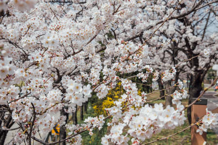 cherry blossomの写真素材