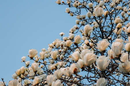 magnoliaの写真素材