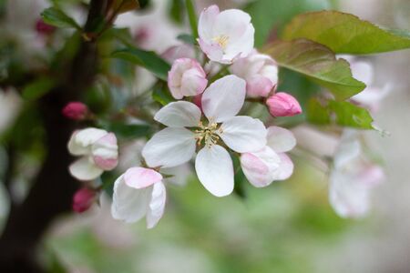 White apple blossoms with buds on a green-white background ..の写真素材