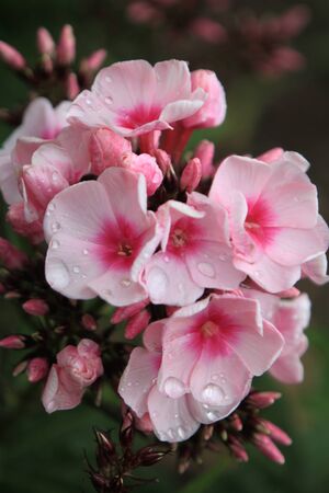 Pink flowers with drops after rain on a green background.の写真素材