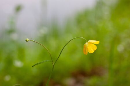 Delicate yellow flower in the green grass.の写真素材