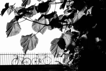 Black and white photo with translucent leaves and two bicycles leaning on the railing of the bridge.の写真素材