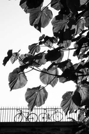 Black and white portrait photo with translucent leaves and two bicycles leaning on the railing of the bridge.の写真素材