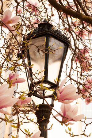 Ancient lamp on the street surrounded by pink flowers.の写真素材