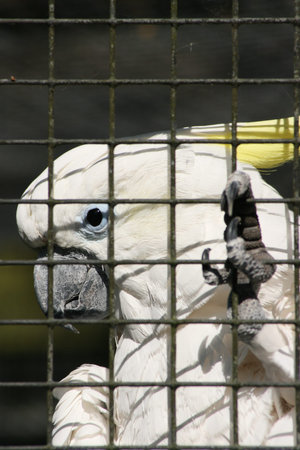 white Parrot