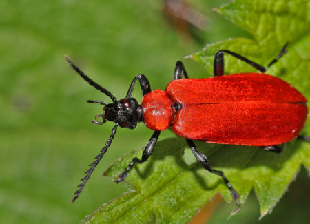 Red Lily Beetle on a leafの写真素材