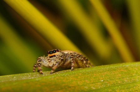 Close up of a jumping spider