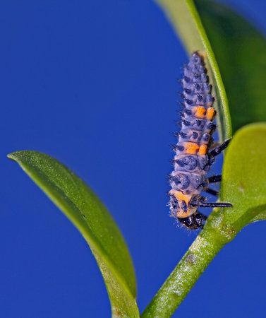 Caterpillar on a leaf with a blue background