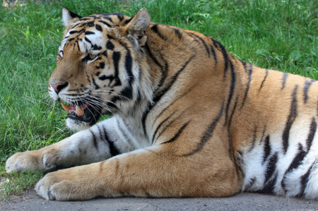 Tiger relaxing on the ground