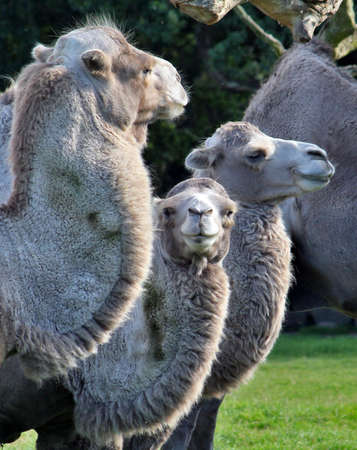 A flock of wild camelsの写真素材