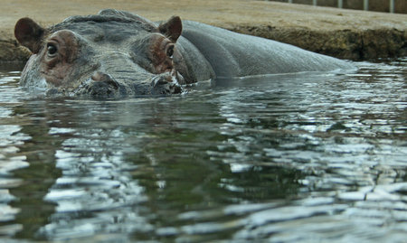 A hippo swimming in a waterhole